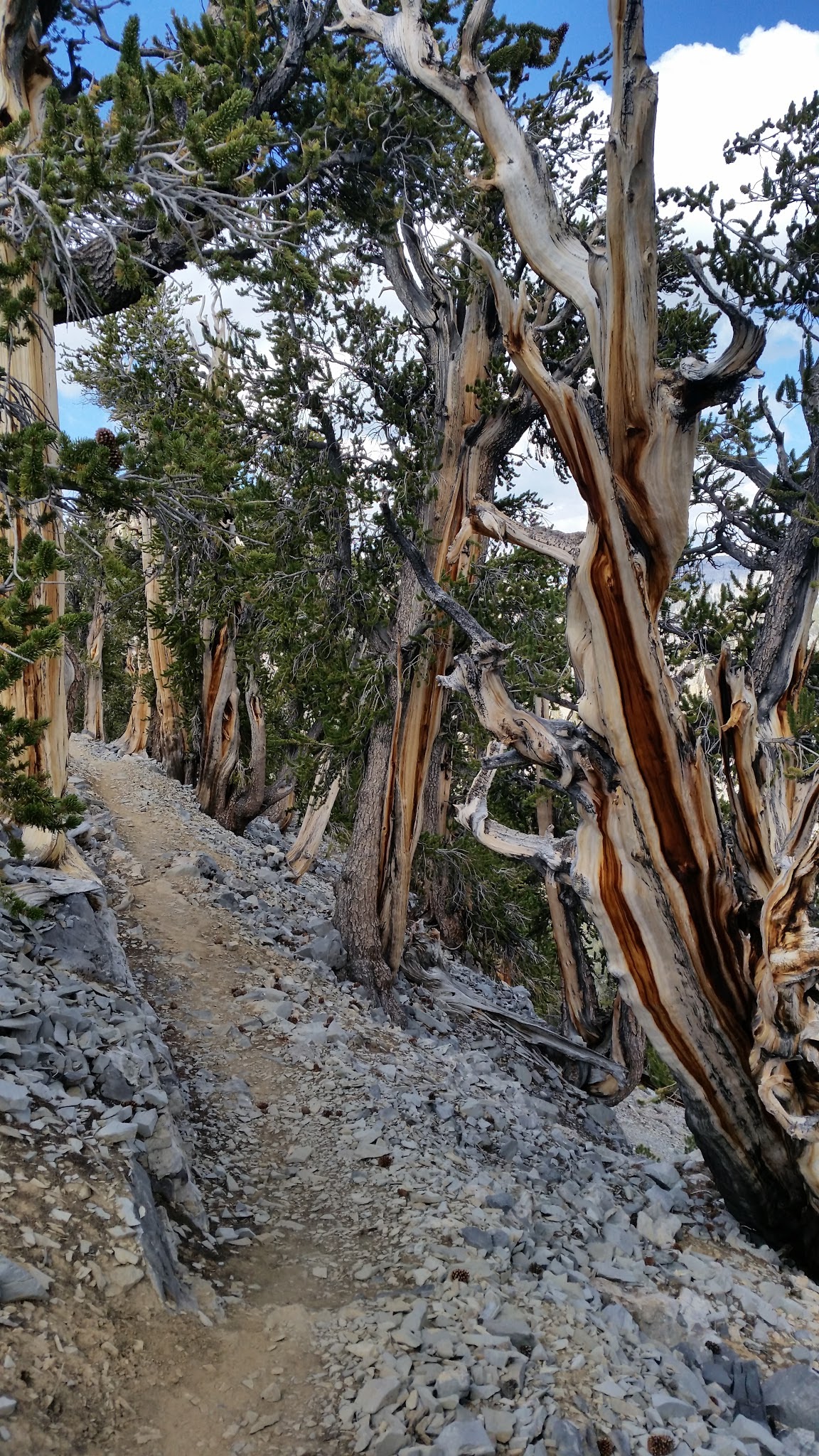 wp-1450834753793 image